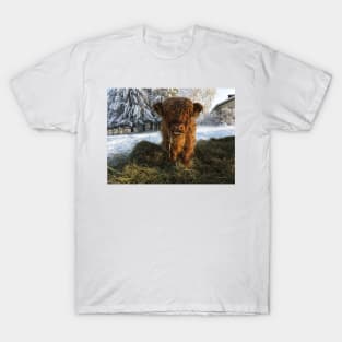 Scottish Highland Cattle Calf 1902 T-Shirt